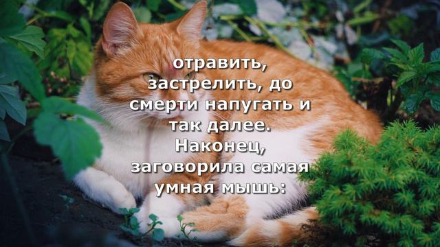 Притча "О коте и мышах" смотреть онлайн