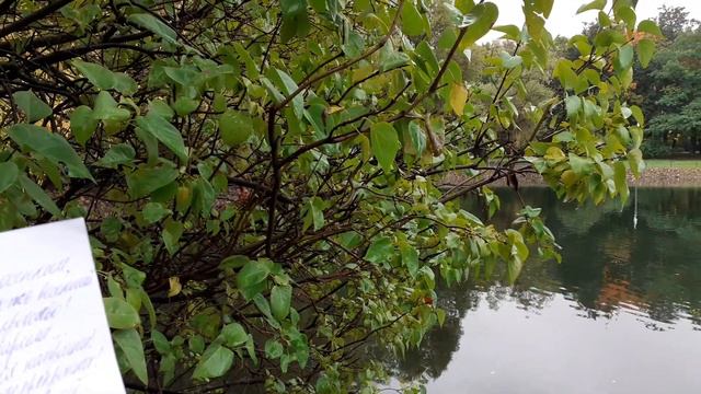 Мокрая сирень в Перовском парке смотреть онлайн