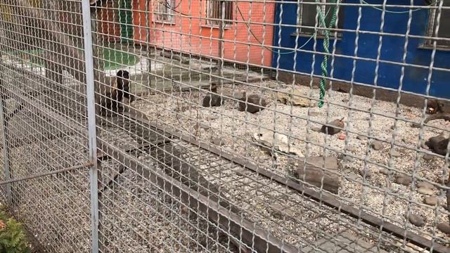 Шалунишки капуцины рады общению! Тайган Playful Capuchins are happy to communicate! Taigan смотреть онлайн