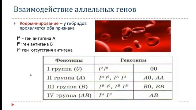Взаимодействие аллельных генов. РЕШЕНИЕ ЗАДАЧ НА ГРУППЫ КРОВИ смотреть онлайн