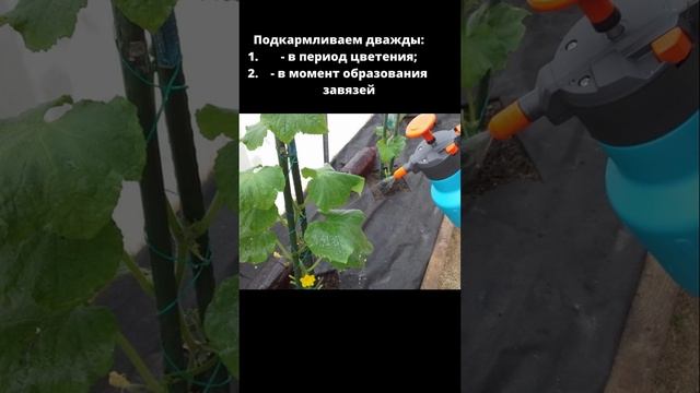 Борная кислота для огурцов – подкормка №1! Урожаем будете с соседями делиться! #shorts смотреть онлайн