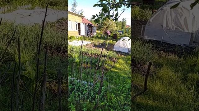 Неадекватное поведение соседки по даче! смотреть онлайн