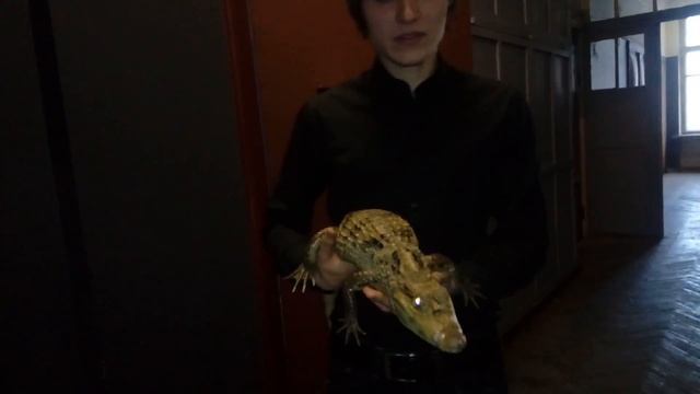 ??Как кусает крокодил: о крокодилах кайманах смотреть онлайн