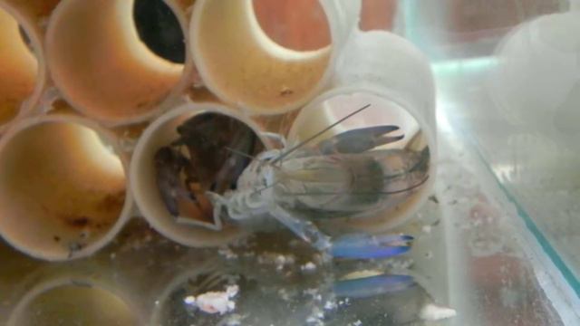 Линька рака АККР