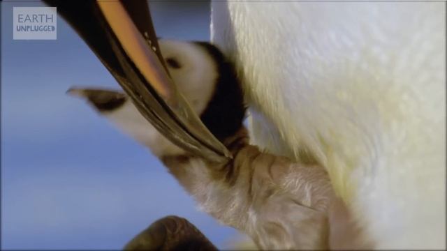 Cool Cute Chicks! | Amazing Animal Babies: Emperor Penguin Chicks (Ep 5) | Earth Unplugged смотреть онлайн