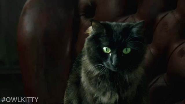 Morpheus meets my Cat (The Matrix) смотреть онлайн