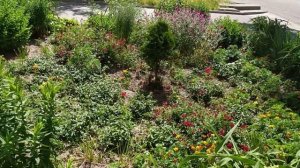 Сорт розы Капелька - впечатления неоднозначные