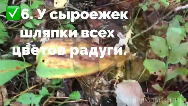 Царство сыроежек- Rússula. Супер Интересные факты смотреть онлайн