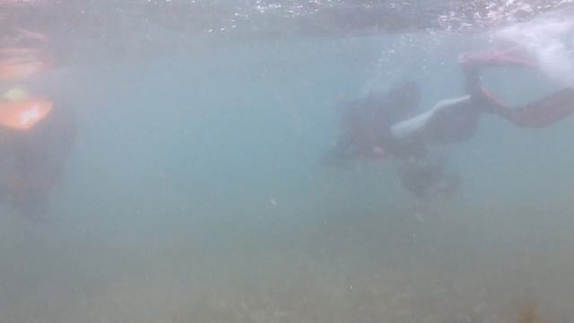 【本気】オリンパスTG-6で伊豆の水中を撮る！カメラの紹介も смотреть онлайн