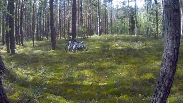 Черника пошла!?//Сенокос продолжается//Жить в деревне. смотреть онлайн