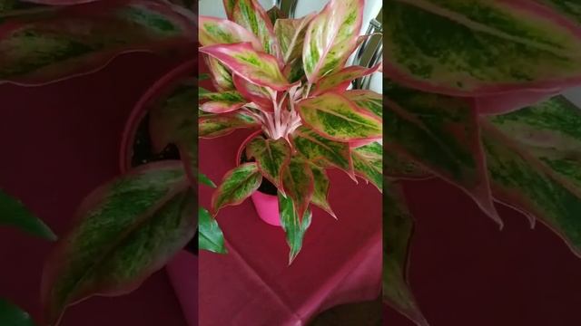 Выставка цветов. Хлорофитум Грин Оранж и немного ароидных из моей коллекции. смотреть онлайн