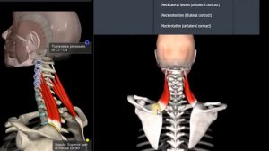 Анатомия.Мышца поднимающая лопатку. Функции, начало, крепление