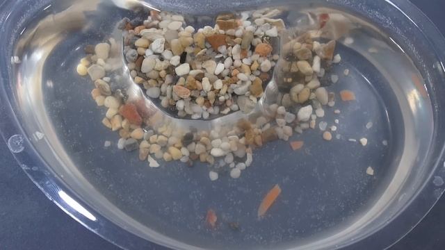 Triassic Triops Video 3 (Days 8-15) Times & Notes in Description смотреть онлайн