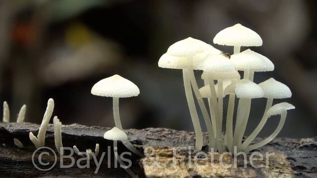 Bioluminescent fungus, lowland rainforest, Malaysia. 20210331_104542.uhd смотреть онлайн