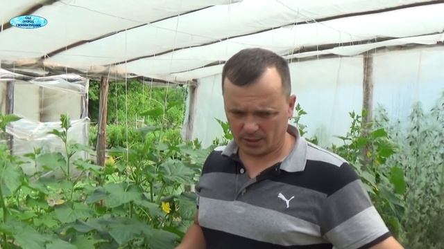 ОГУРЦЫ.ОТЛИЧНЫЙ СПОСОБ УВЕЛИЧЕНИЯ УРОЖАЯ ПАСЫНКАМИ! смотреть онлайн