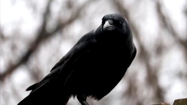 Мужчина расплакался, когда увидел, что принес ему ворон! Это надо видеть! смотреть онлайн