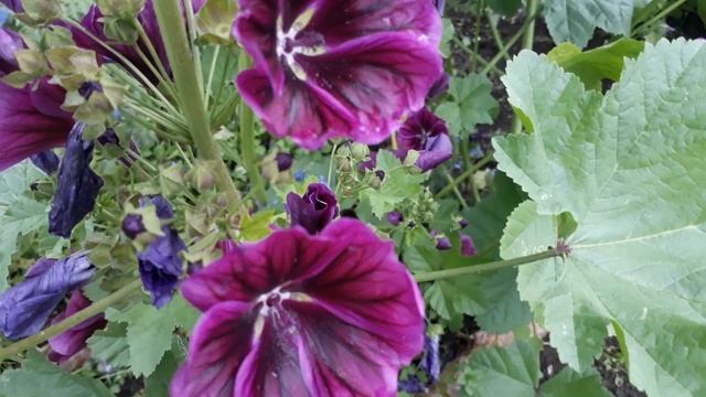 #мальвалесная / Мальва лесная ( лат. Malva sylvestris) , пурпурная королевишна на медоносной клумб смотреть онлайн