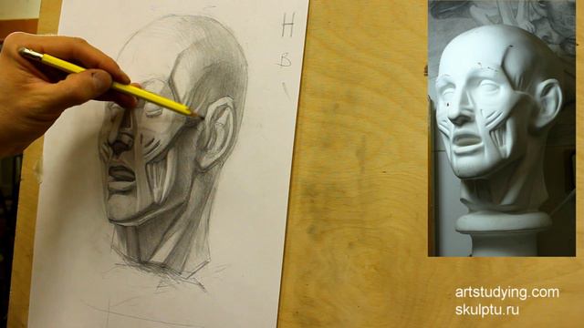 Рисунок экорше головы, 5 часть смотреть онлайн