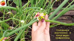 Лук и рога Лук дает 2 - 3 урожая Какой лук   Шагающий, Египетский!