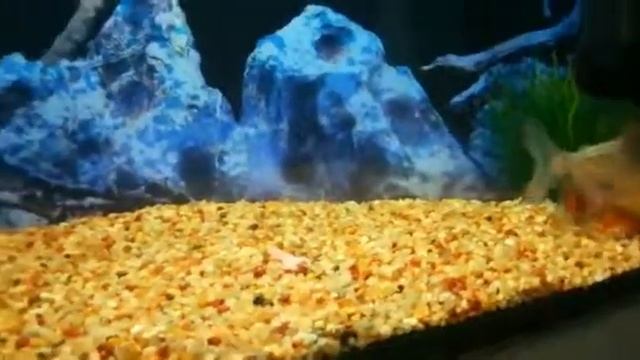 Пираньи едят мясо смотреть онлайн