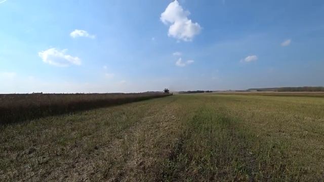 Комбайны вышли в поле убирать рапс Урожай 2019 я не на комбайне. смотреть онлайн