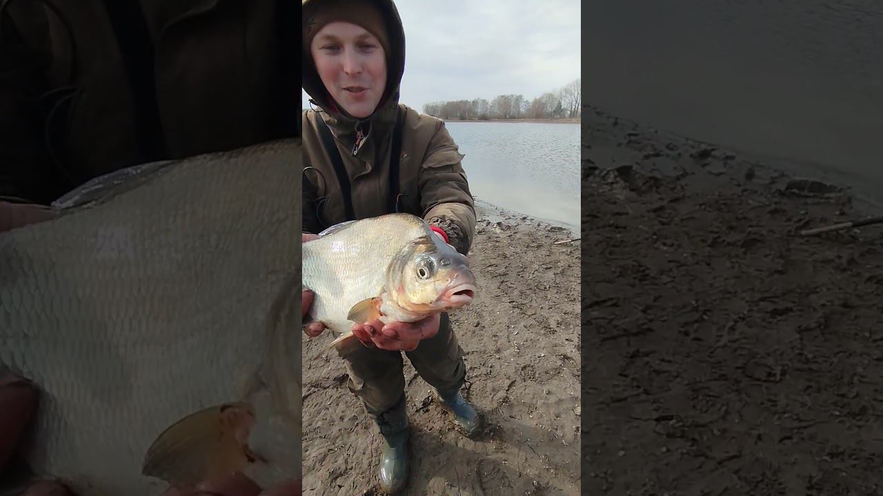 Рыбалка на фидер весной.Поймали крупного леща на фидер. #fishing #рыбалка #fishingvideo #shortvideo смотреть онлайн