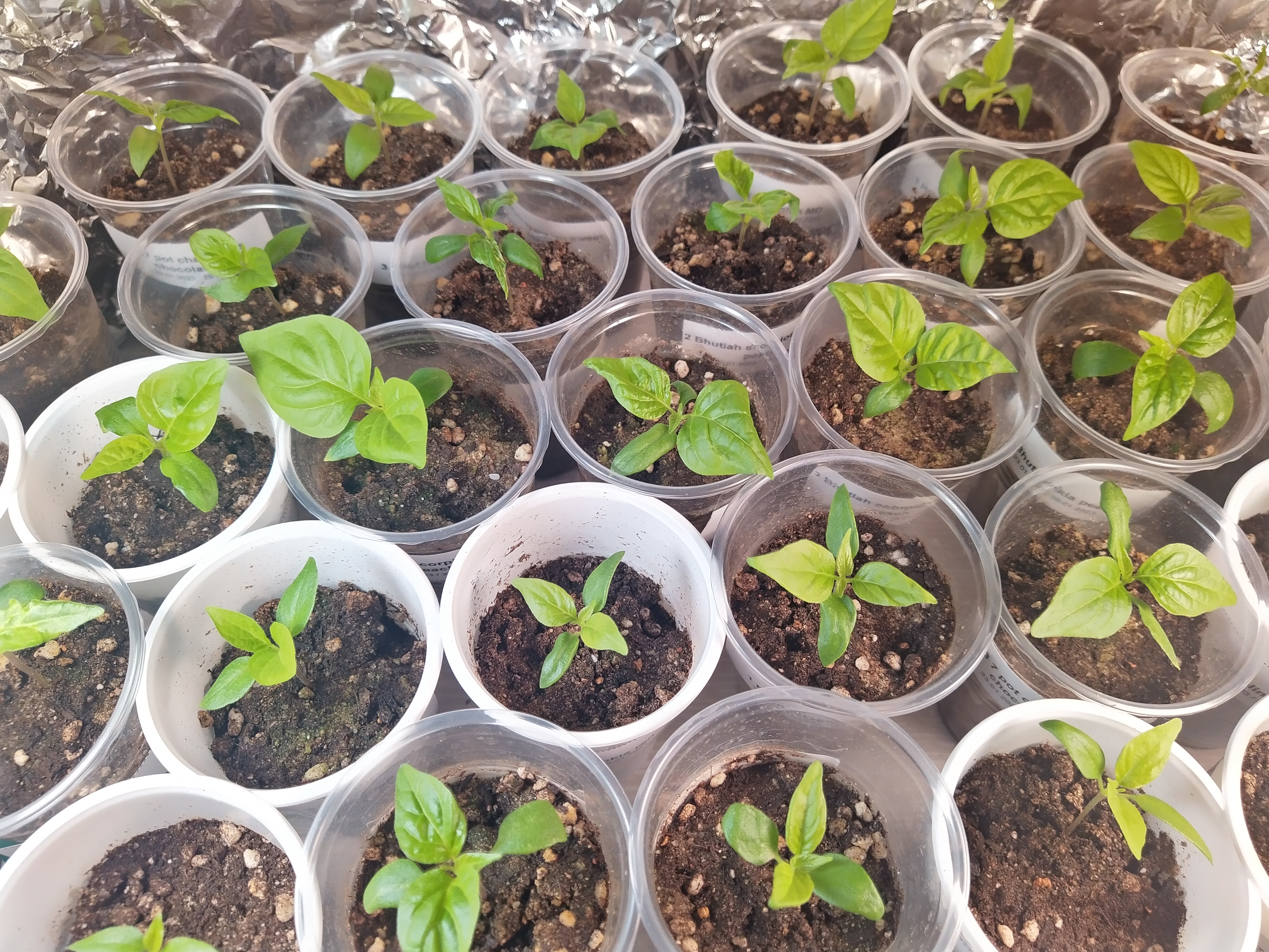 Каролина Рипер из семечки? Можно ли хранить семена в морозилке?