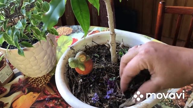 Черенкую фикус Бенджамина и герани?????? смотреть онлайн