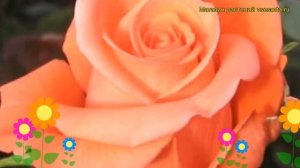 Роза чайно-гибридная Мовие Стар. Краткий обзор, описание характеристик, где купить Movie Star