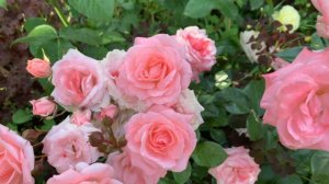 Розы Cпрей. Cорта роз