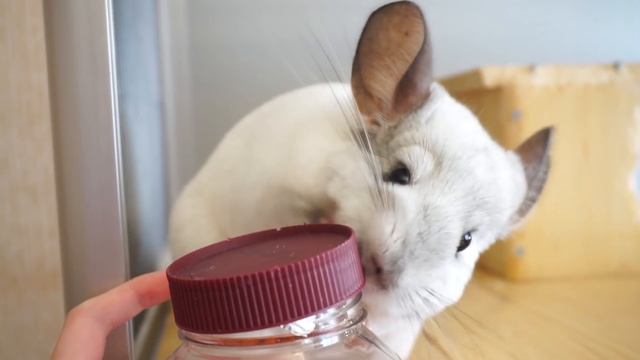 Дрессированная шиншилла. смотреть онлайн