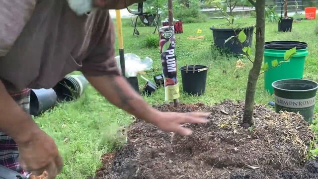 Planting golden apricot & splash pluot in removable raised bed container смотреть онлайн