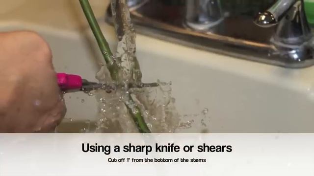How to keep your roses fresh and beautiful смотреть онлайн