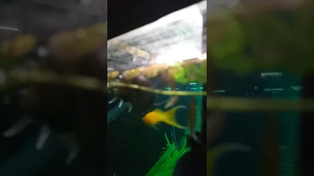 Аквариумные улитки,болеют и умирают смотреть онлайн