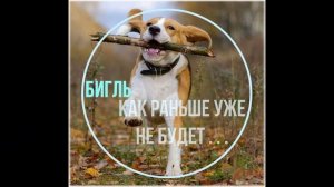 Бигль - характер породы | Бигль в квартире - как мы уживаемся | Почему Бигль |