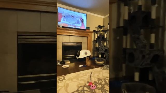 Как научить кота ? ловить крыс ? ( современный метод)October 29, 2020 смотреть онлайн