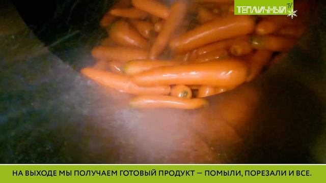 Более тонны мытой моркови в час выпускает линия "Тепличного" смотреть онлайн