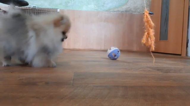 Сурри и Санни 4 мес смотреть онлайн