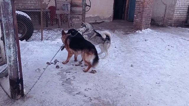 Каждодневная работа свиновода! смотреть онлайн