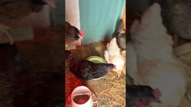 Домик для перепелов смотреть онлайн