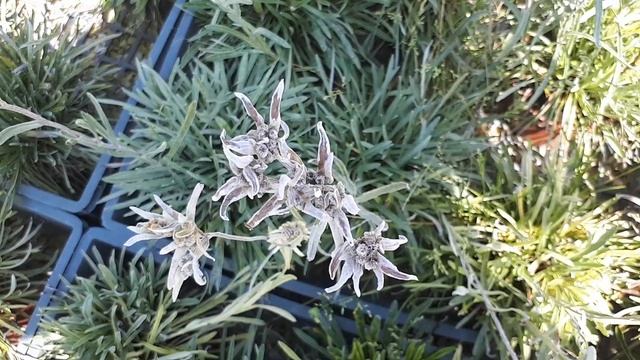Edelweiss plant - grow & care (Leontopodium nivale) смотреть онлайн