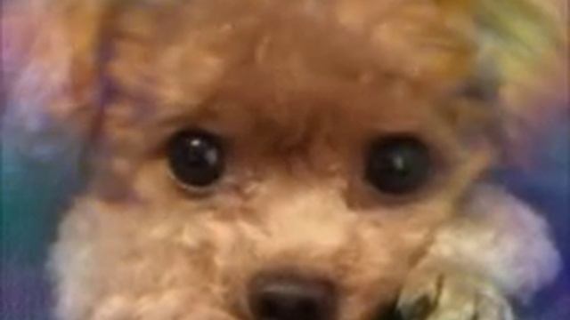 Привет я давно не снемала видео и вот смотреть онлайн