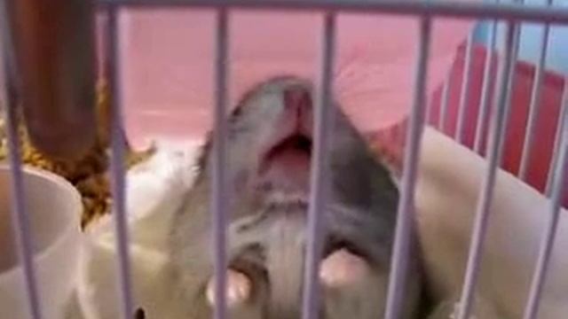 Хомяк кричит смотреть онлайн