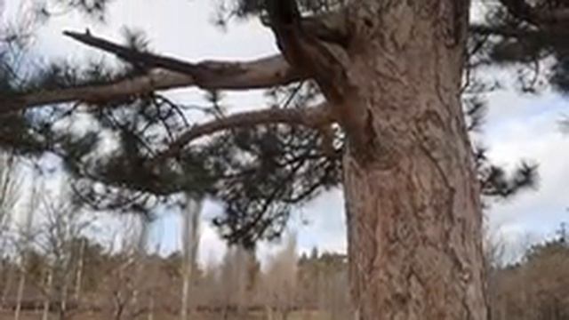 Наваждение. Паразитическое просачивание. Джьотиш. смотреть онлайн