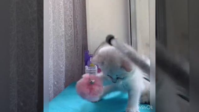 Оливия ,Британская короткошерстная серебристая затушёванная шиншилла ns 11 смотреть онлайн