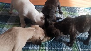 Французский бульдог.Чем кормить щенка французского бульдога.