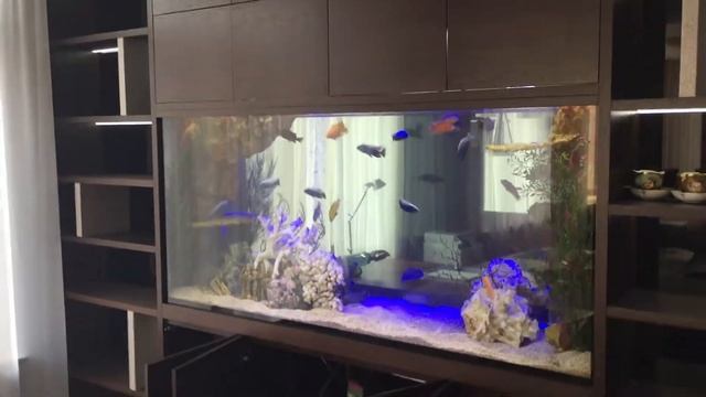 Аквариум - перегородка. смотреть онлайн