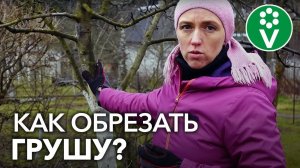 ОБРЕЗКА ГРУШИ ВЕСНОЙ. Детальная обрезка для начинающих
