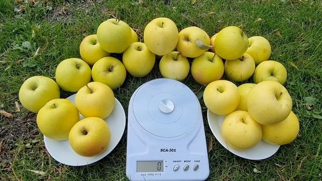ЯБЛОНЯ СКИФСКОЕ ЗОЛОТО/ИММУННЫЙ К ПАРШЕ СОРТ ЯБЛОК смотреть онлайн