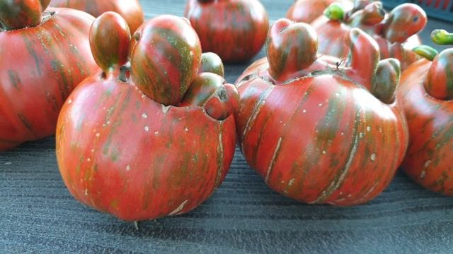 "Коллекционная серия" или Кошмар на грядке. Томат от фирмы Партнёр. Шок!! смотреть онлайн